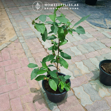 Guava